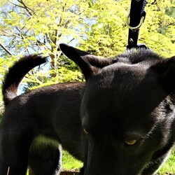 「サラダバーの弊害」サムネイル2