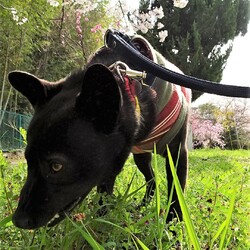 「サラダバーの弊害」サムネイル3