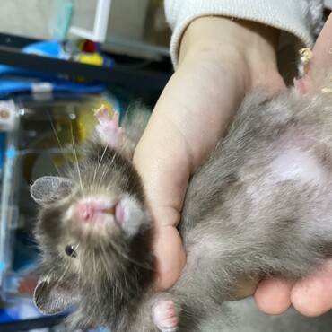 お腹白いショコラ