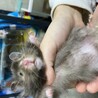 お腹白いショコラ