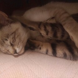 「2匹の猫の里親になりました」サムネイル1