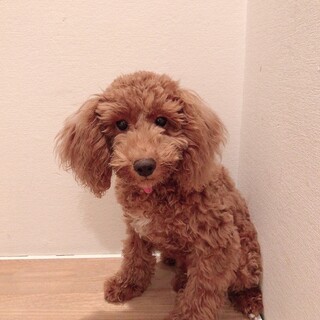 ありがたいことにご家族に迎えていただきました