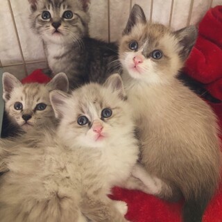 保健所保護猫 推定１ヶ月半４匹兄弟