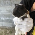 モルモット　メス　愛媛より