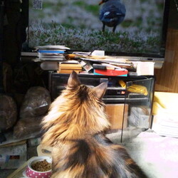 「この役立たずどもがぁ！」サムネイル2