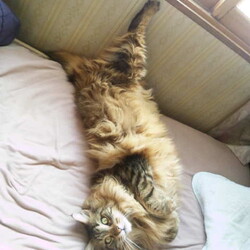 「この役立たずどもがぁ！」サムネイル3