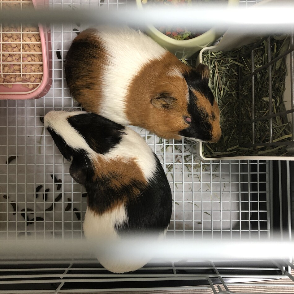 友之介のカバー写真