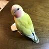 まーベラス
