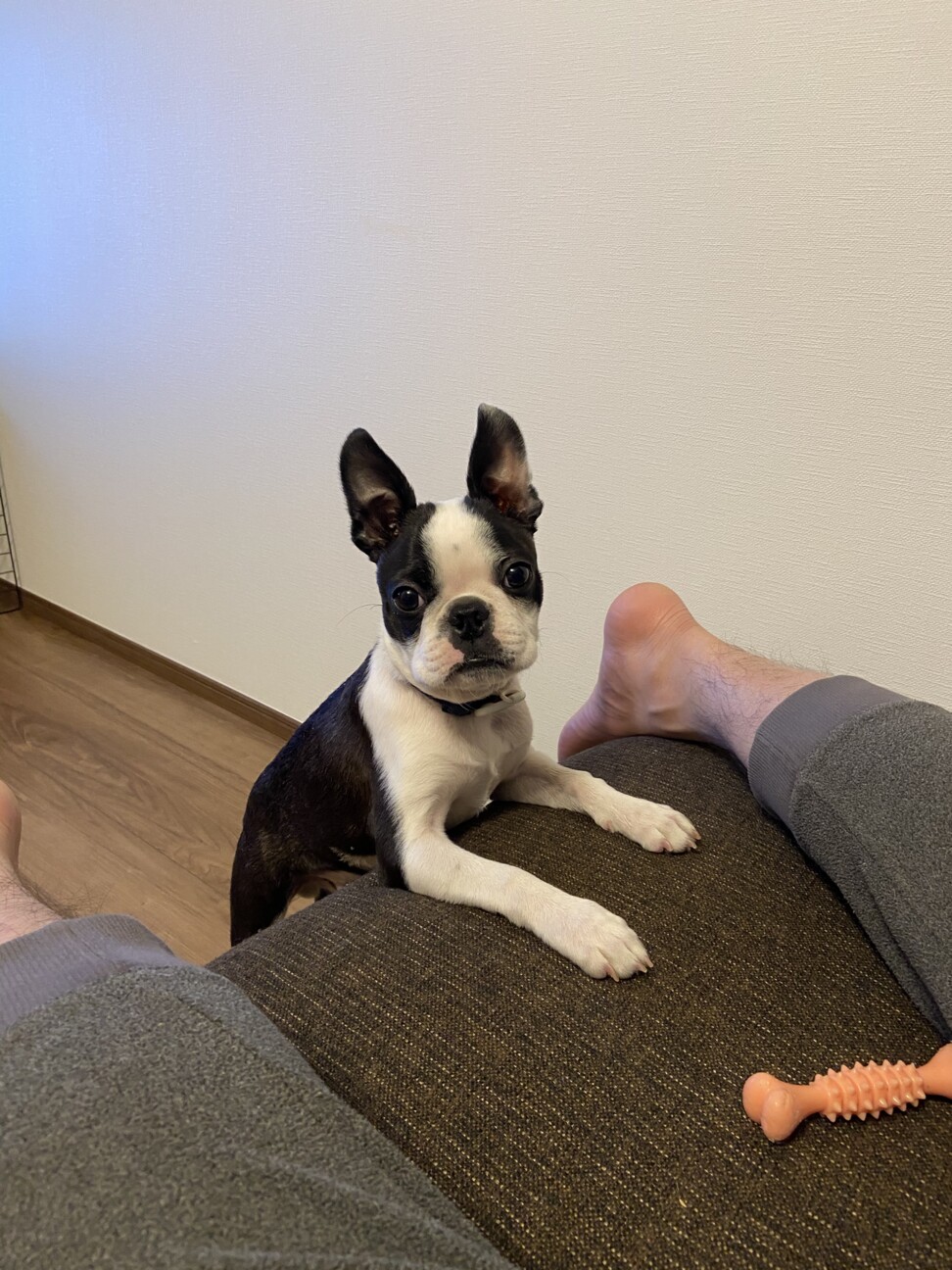 イギー ボストン テリア ペットのおうち 月間利用者150万人