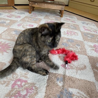 とてもなれてるサビ三毛優しい家族決定