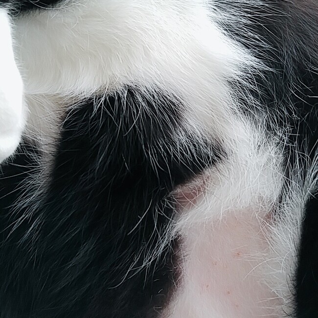 あおニャのカバー写真