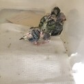 『武蔵小杉』セキセイインコ雛の里親募集