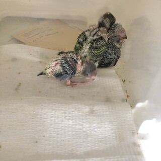 『武蔵小杉』セキセイインコ雛の里親募集