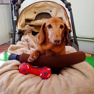 繁殖場よりレスキュー　ダックスフンド♀3歳