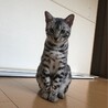 シルバーベンガルオス サムネイル2