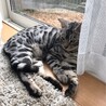 シルバーベンガルオス サムネイル3