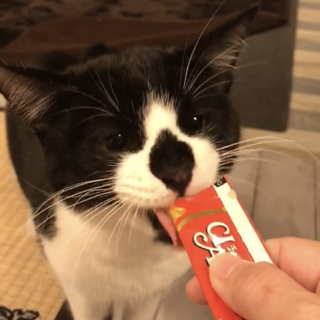 【保護猫】はちわれ・キキくん♂