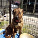 センターより保護　土佐犬♀