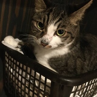 【保護猫】はるきくん♂