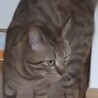 レオンにゃ