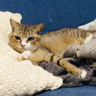 人も猫も好きな男の子！ティダ