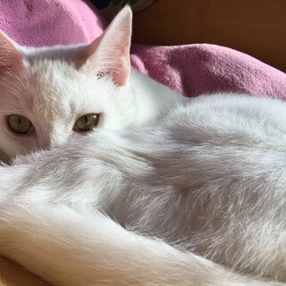 モフモフ甘えん坊 一旦募集中止します。