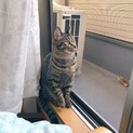人懐っこい甘えん坊サバトラくん