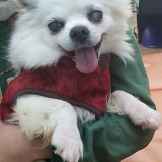 おっとり穏やかなチワワのグーちゃんに家族を！