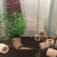 白子、桃江、茶丸、小枝、玲