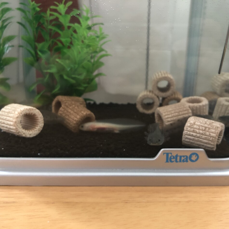 白子、桃江、茶丸、小枝、玲のカバー写真