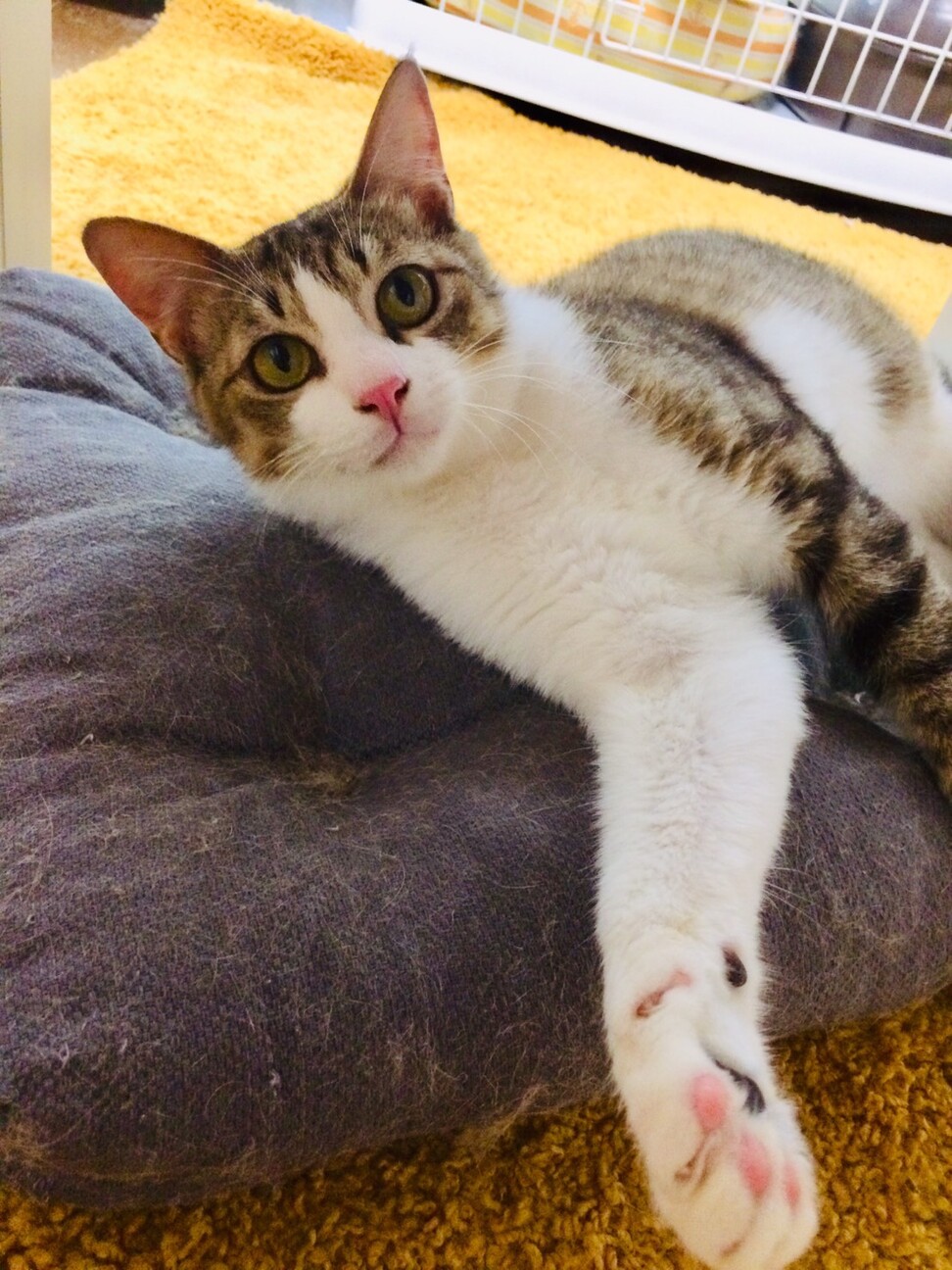 人が好きなハンサム猫 タツ君 千葉県 猫の里親募集 308406 ペットのおうち 月間利用者150万人