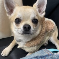 響汰