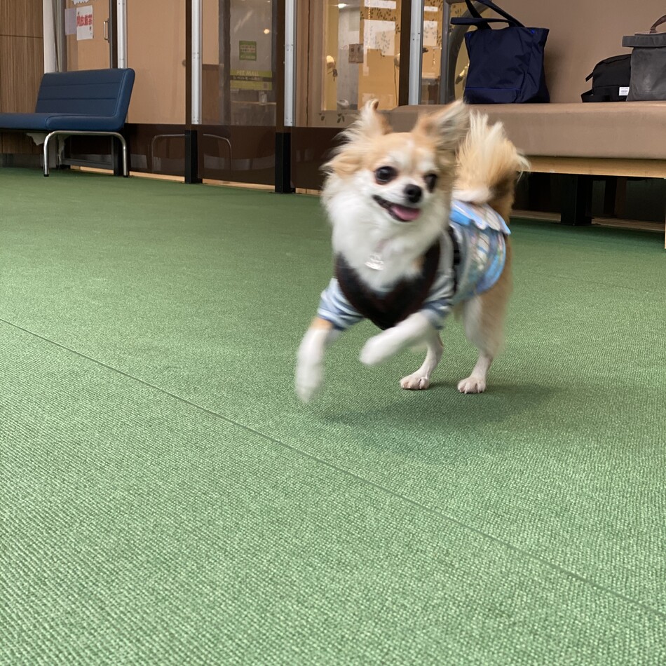 夏向のカバー写真