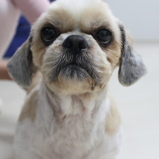 ときちゃん　推定４才