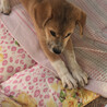 あやぞうのすけ