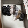 4月10生まれゴールデンハムスター お渡し5月～ サムネイル2