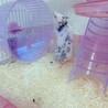 4月10生まれゴールデンハムスター お渡し5月～ サムネイル3