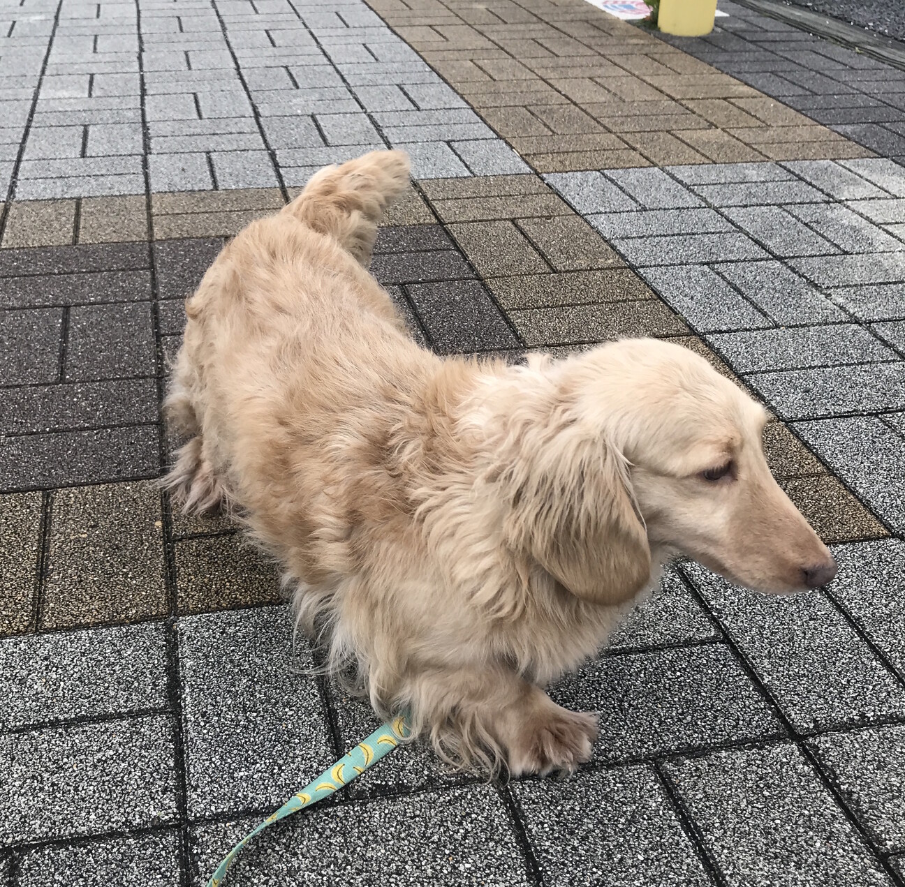 再募集　エルちゃん　詳細はブログにて サムネイル2