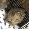 デグー里親募集 サムネイル2