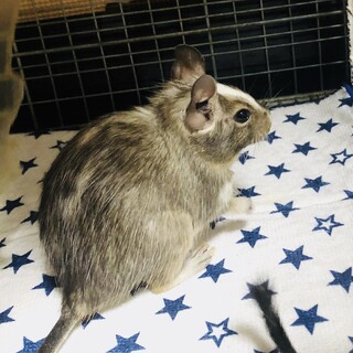 デグー里親募集