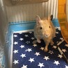 デグー里親募集 サムネイル3