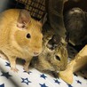 デグー里親募集 サムネイル4