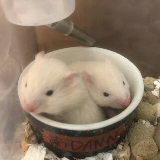 キンクマ×ホワイト長毛BABY