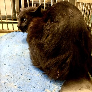 黒成猫に安心して暮らせるおうちを下さい