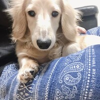 ウメ