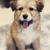 ティノ