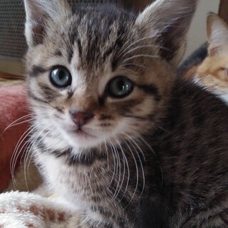 里親決定。母猫事故死で残されたアダム君