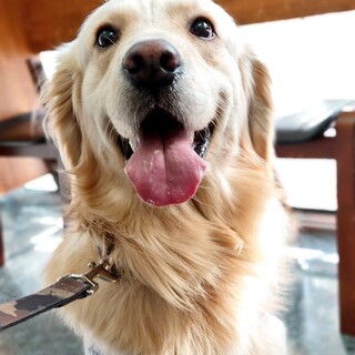 ゴールデンレトリバー 2歳半