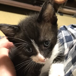 1.5ヶ月　はちわれの男の子