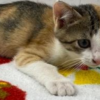 譲渡されました。